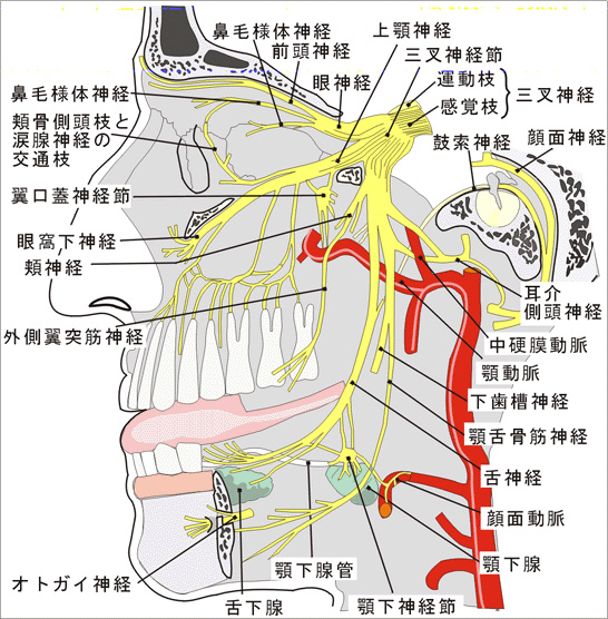 図1 三叉神経の主要構成成分の２つ