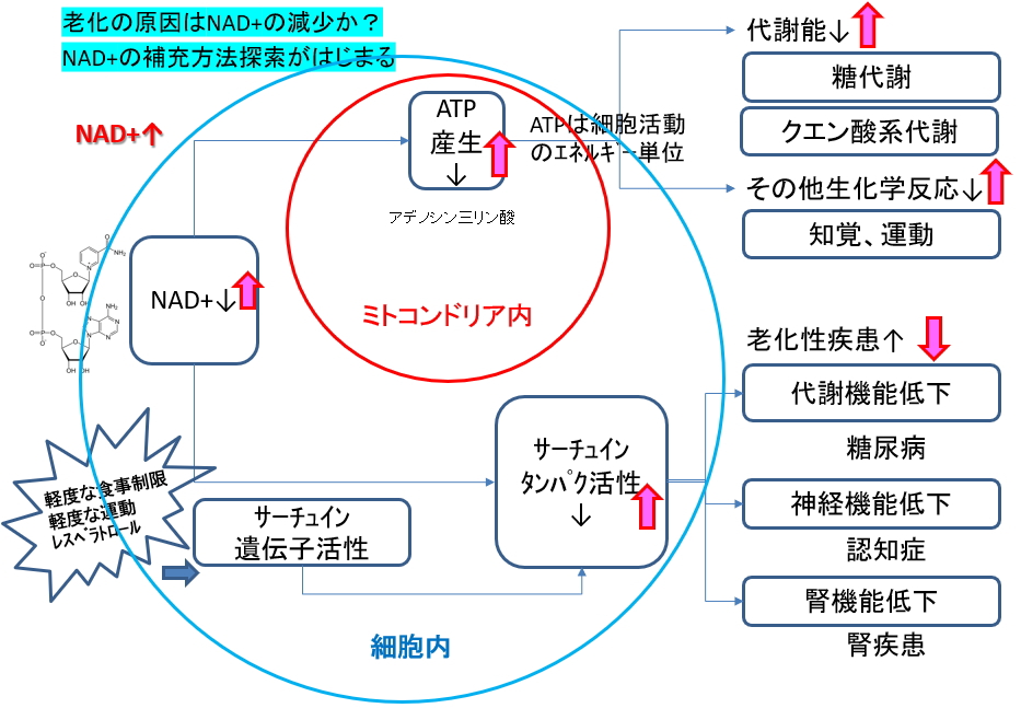 加齢によって補酵素NAD+は激減