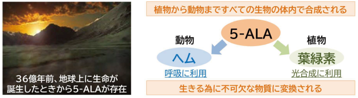 5-ALAは生命の源01