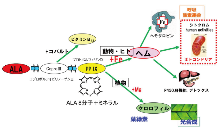 5-ALAの代謝　-動物･植物01