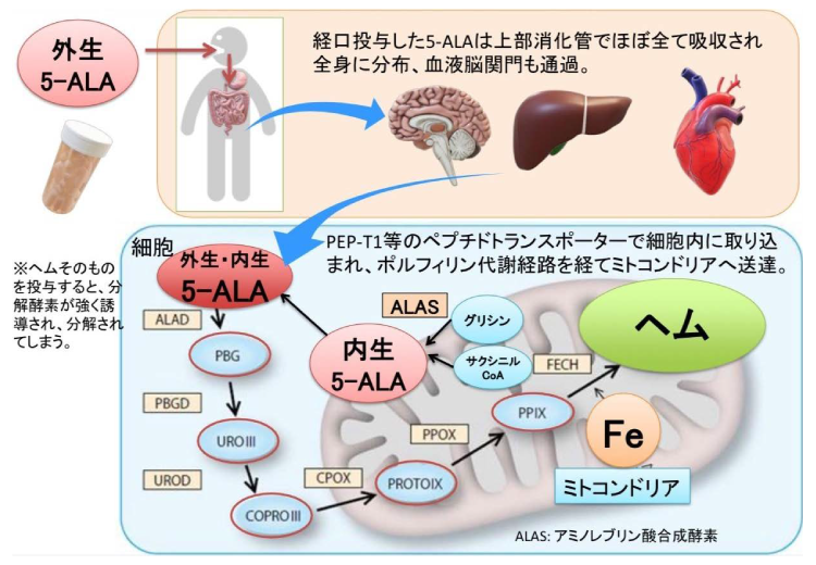 ALA サプリ経口摂取後の体内動態