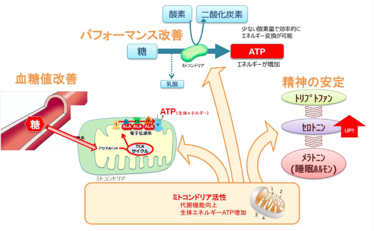 ALA サプリのエビデンス概要(ヒト)